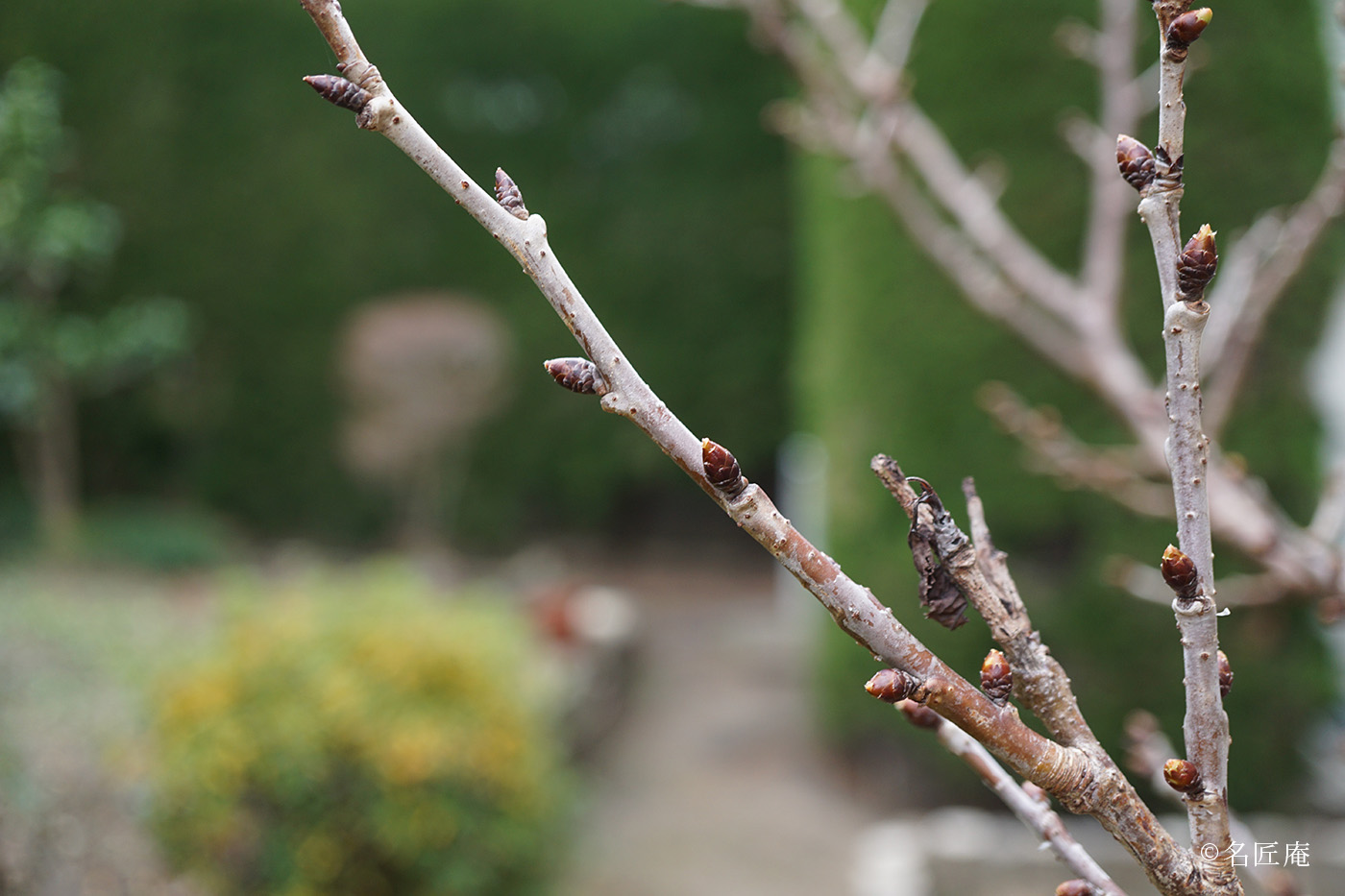 桜の枝が早くも芽吹いている