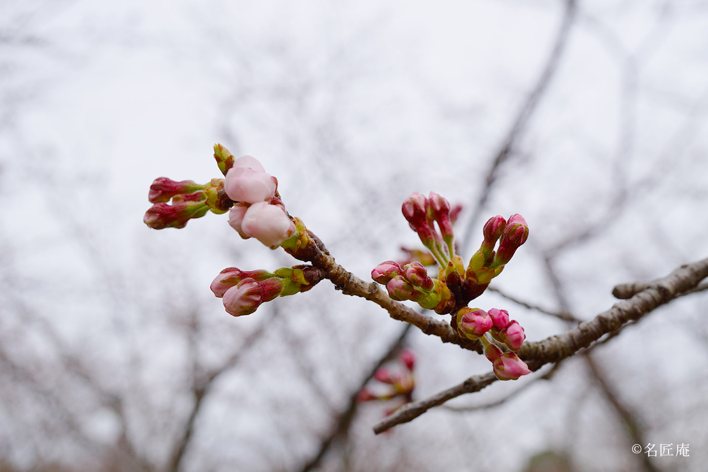 平和公園の「桜の園」の桜は、もう開花寸前