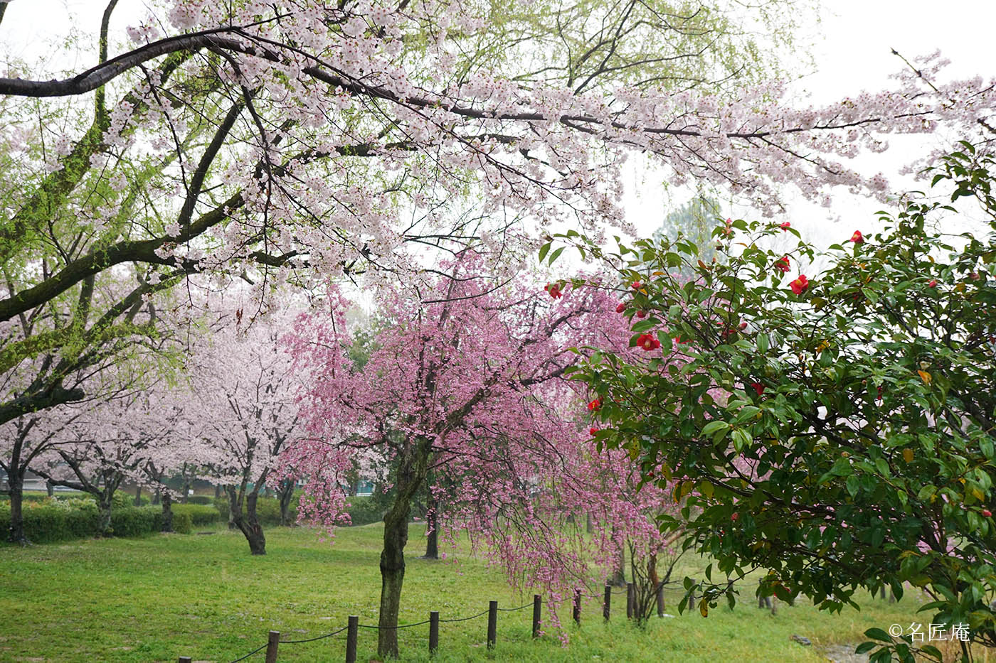椿桜