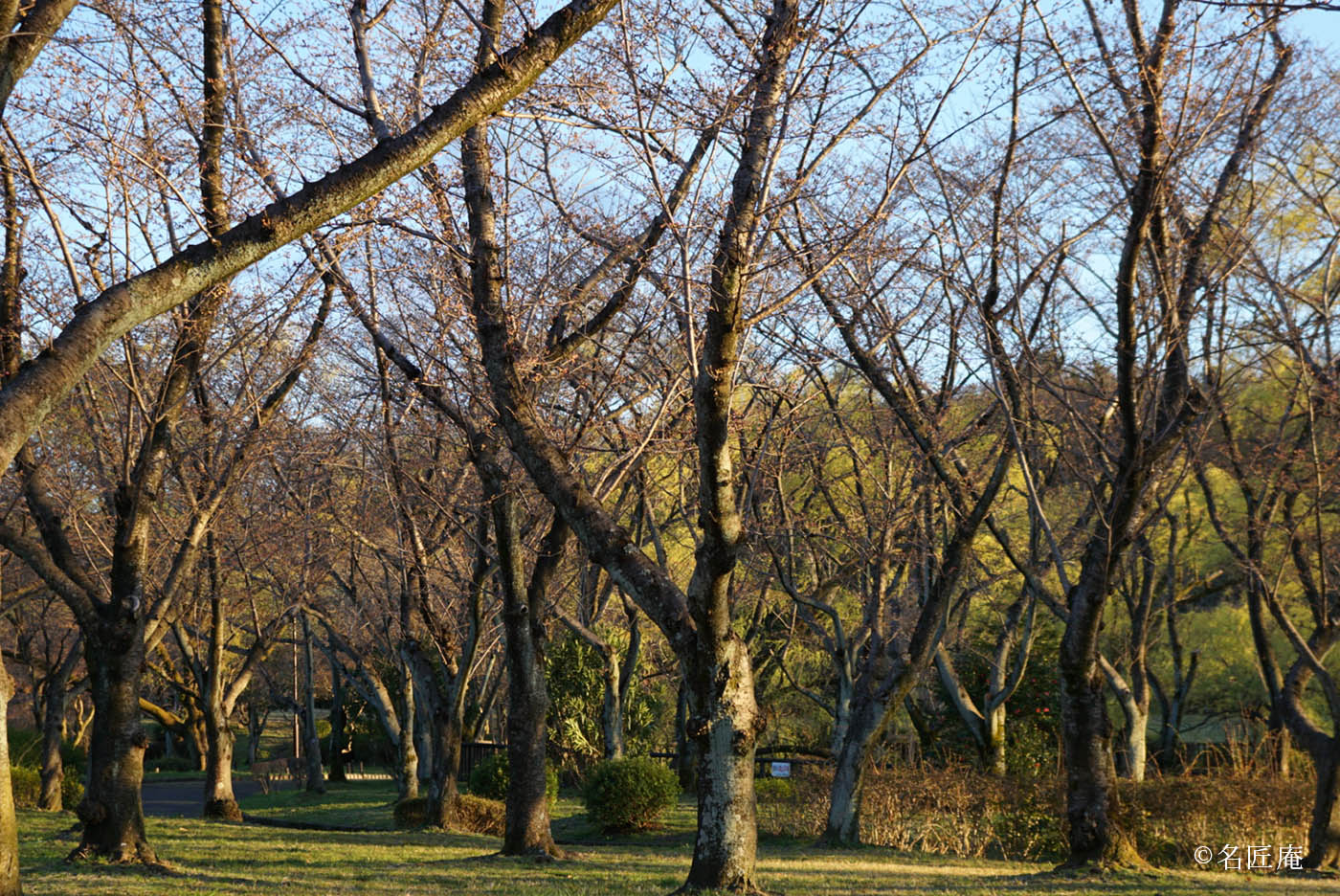 平和公園桜
