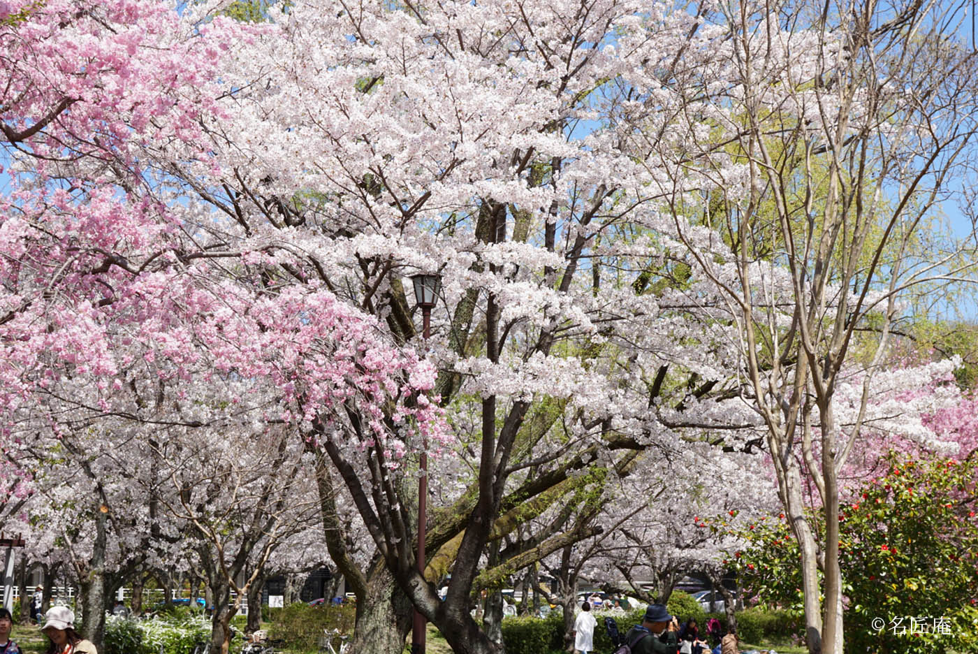 平和公園桜