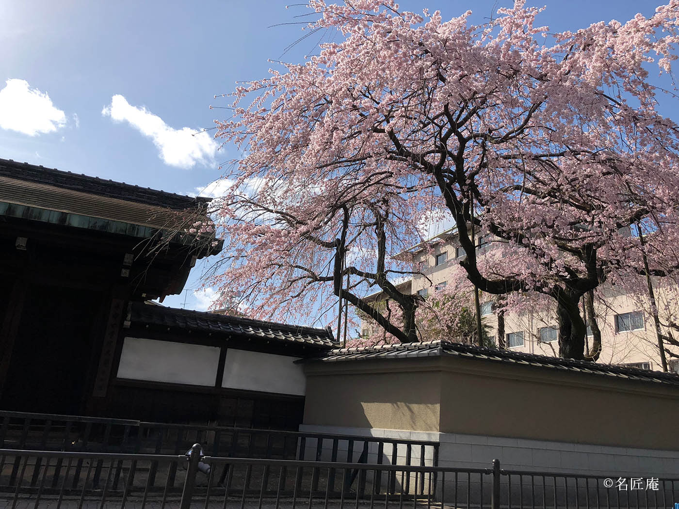 京都　桜