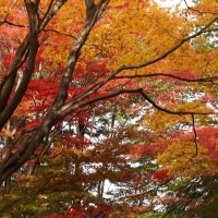東山動植物園紅葉