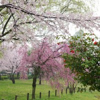椿桜