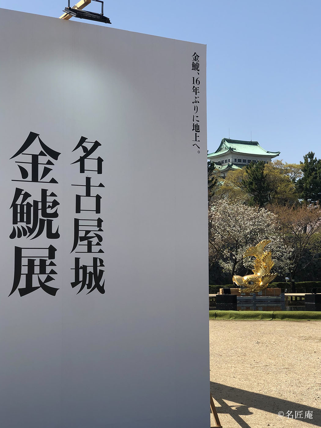 名古屋城　桜　金のシャチホコ