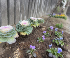 芽吹いたばかりの牡丹の新芽